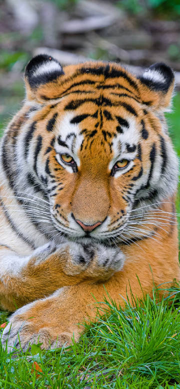 Majestic Tiger Lying on Green Grass Phone Wallpaper