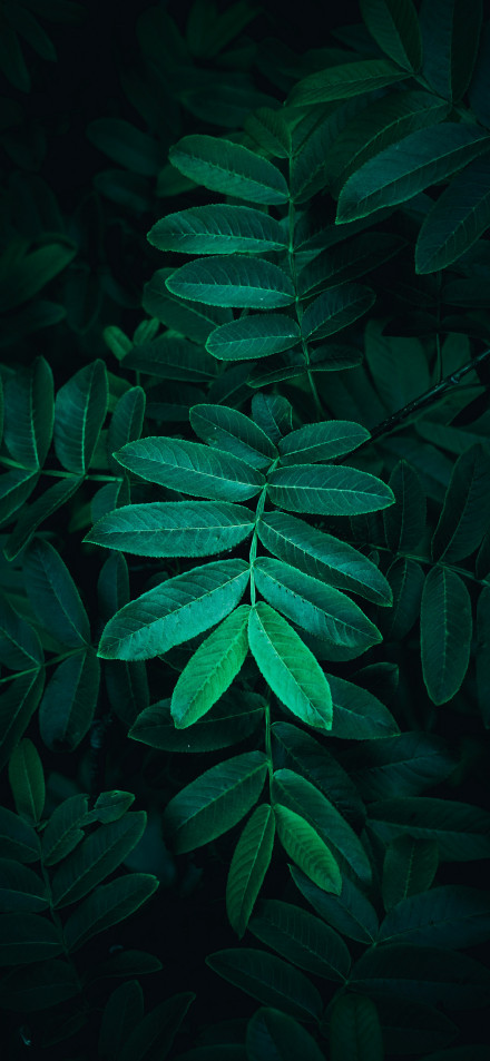 Close-up of green plant leaves on dark background 4k Phone Wallpaper