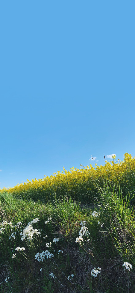 White flowers on grass under blue sky phone wallpaper