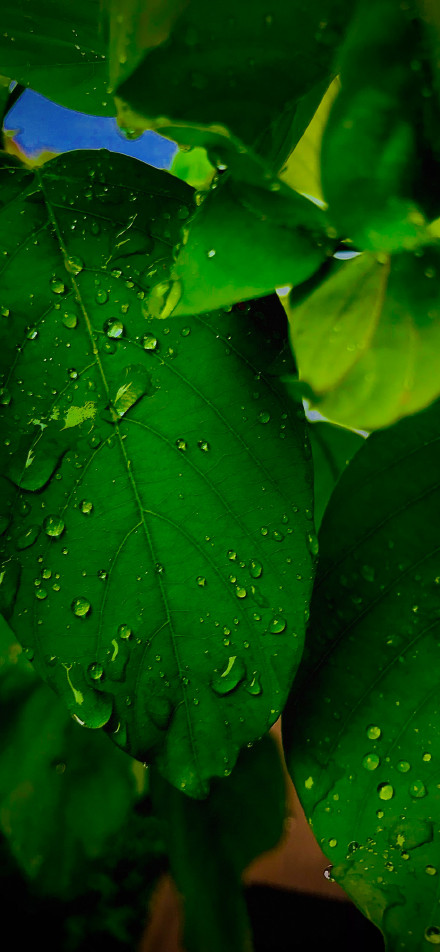 Crystal water drops on green leaves phone wallpaper
