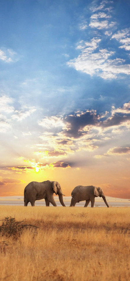 Elephants in the grassland at sunset phone wallpaper