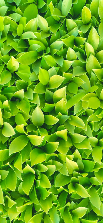green,leaves