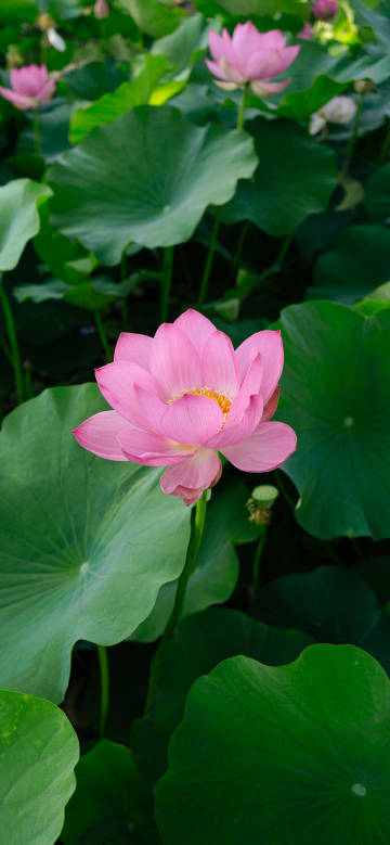 A pink lotus flower blooms surrounded by green lotus leaves
