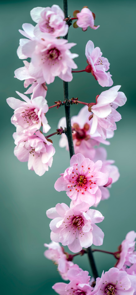 Elegant Pink Sakura on Green Background 4K Wallpaper