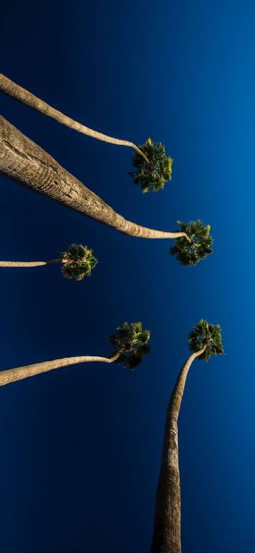 Looking Up at Towering Palm Trees and a Pure Deep Blue Sky