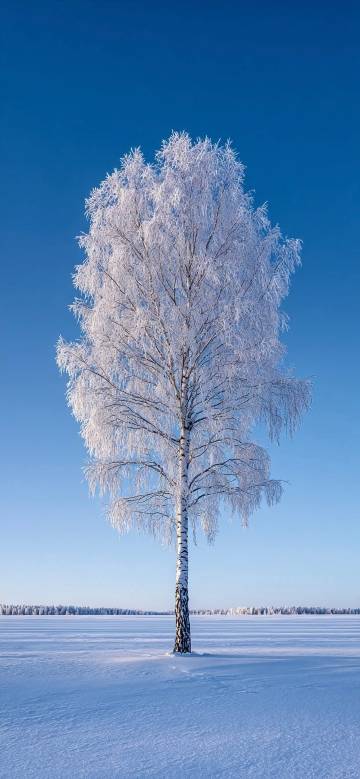 White Winter Birch Tree Under a Blue Sky Wallpaper