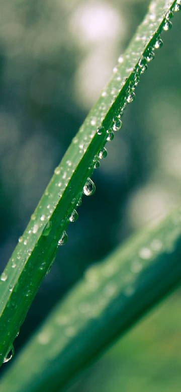 Fresh scene of dewdrops on grass leaf phone wallpaper