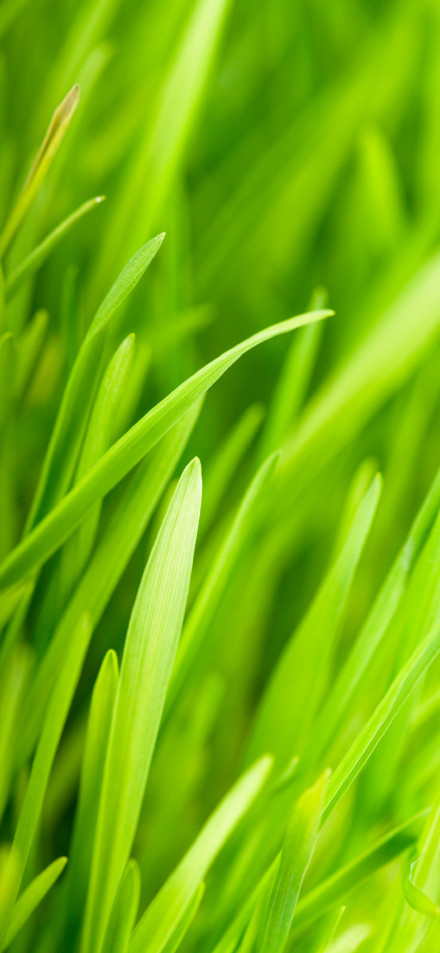 Bright Green Blades of Grass Wallpaper 4K