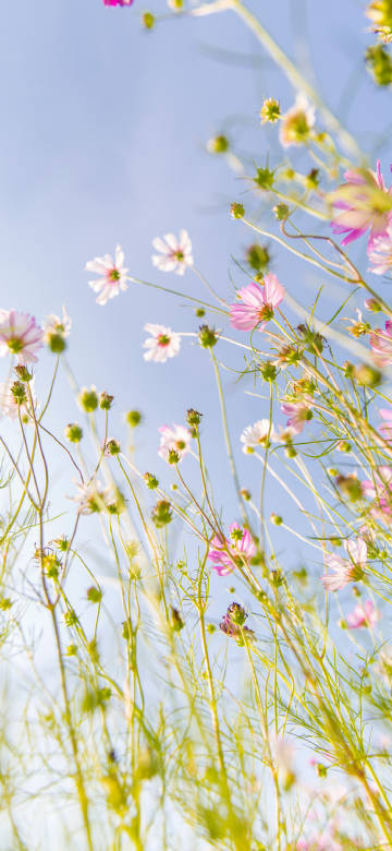 Pink Wildflowers Blooming Under Blue Sky 4K Phone Wallpaper Pink Wildflowers Blooming Under Blue Sky 4K Phone Wallpaper