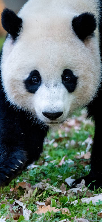 Cute Panda Walking On Grass 4K Phone Wallpaper Cute Panda Walking On Grass 4K Phone Wallpaper