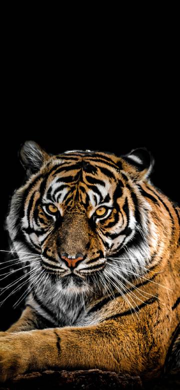 Close-Up of a Fierce Tiger on Black Background Close-Up of a Fierce Tiger on Black Background