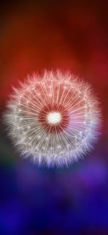 Aesthetic Dandelion with Red Blue Blurry Background