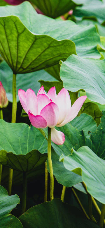 Pink lotus in green shadow