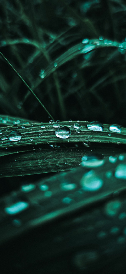 Fresh green leaves with water droplets phone wallpaper