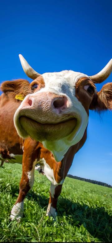 Cute Milk Cow Looking at the Camera Depth Effect 4K wallpaper
