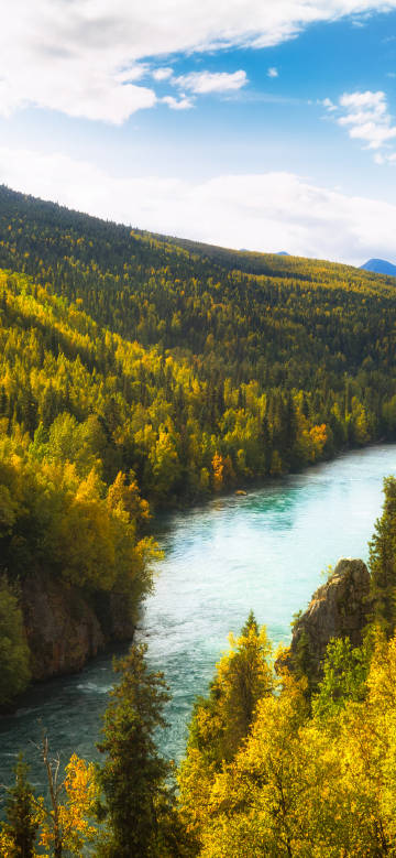 River in the autumn mountain forest phone wallpaper