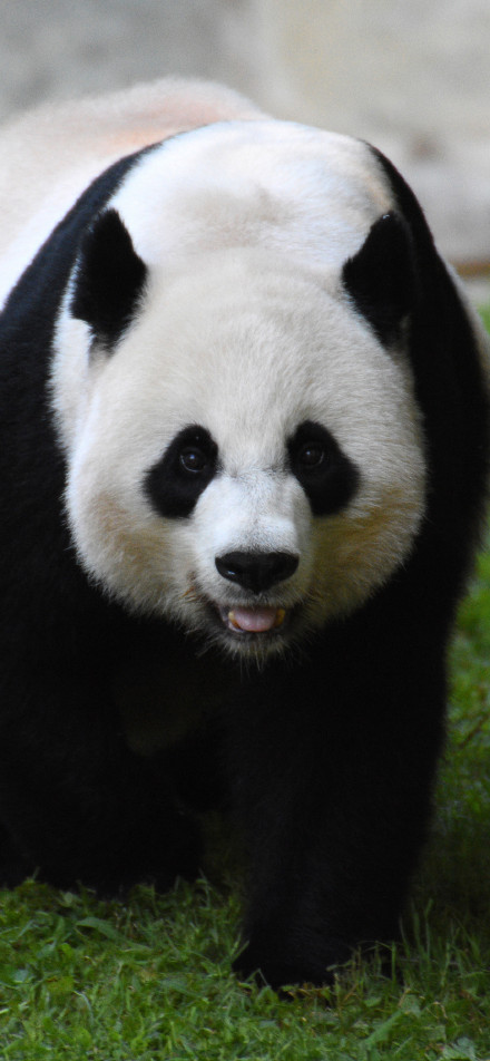 Cute Panda Walking on Green Grass 4K Phone Wallpaper