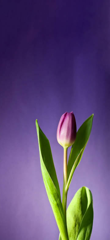 Latest Wallpaper 1