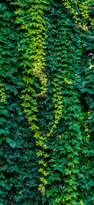 Lush Green Ivy 4K Wallpaper