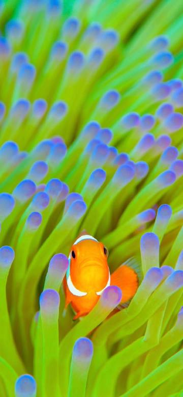 Cute Clownfish Hiding In Green Sea Anemone Wallpaper