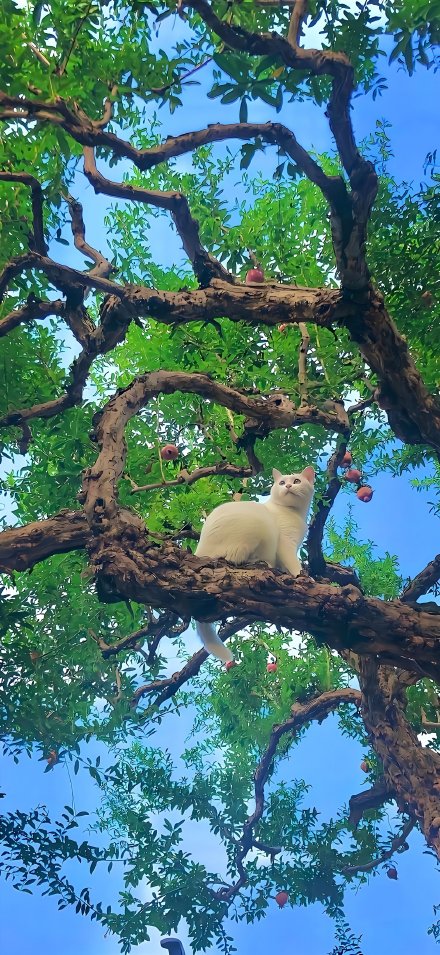 A White Cat Sitting in a Green Tree Wallpaper 4K