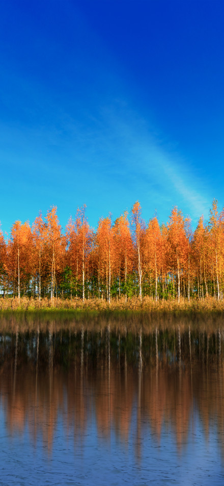 Autumn natural scenery phone wallpaper