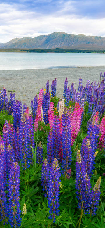 Lake Tekapo, New Zealand Rudbeckia landscape wallpaper