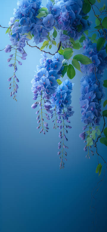 Beautiful Blue Wisteria Blossoms in Full Bloom Wallpaper 4K