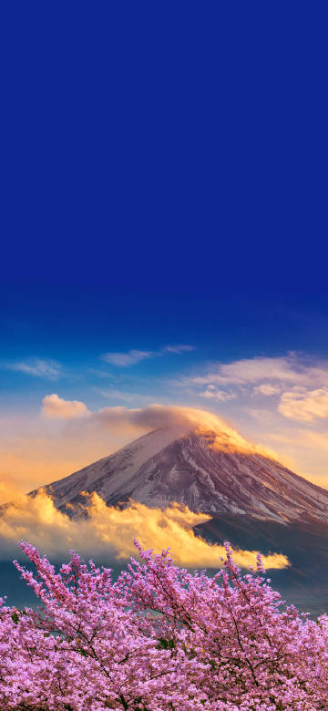 Mount fuji scene surrounded by cherry blossoms phone wallpaper