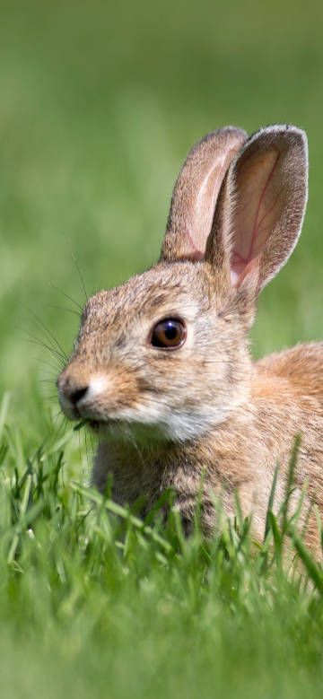 Brown rabbit in the green grass phone wallpaper