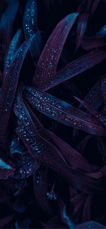 Purple-Blue Leaves with Water Drops wallpaper