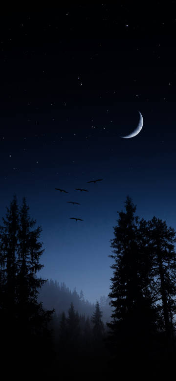 Birds in forest night sky phone wallpaper