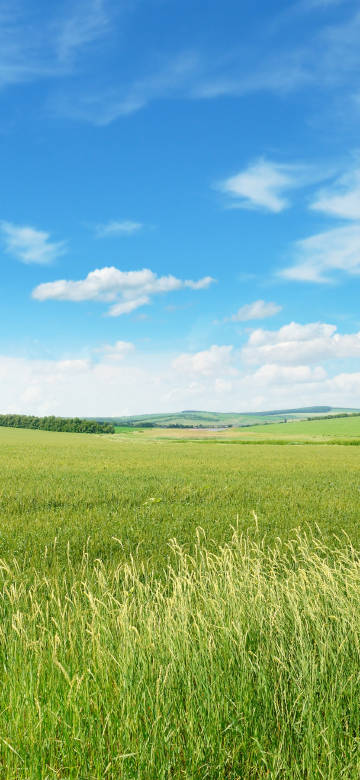 Rural scenery wallpaper: vast fields and clear skies