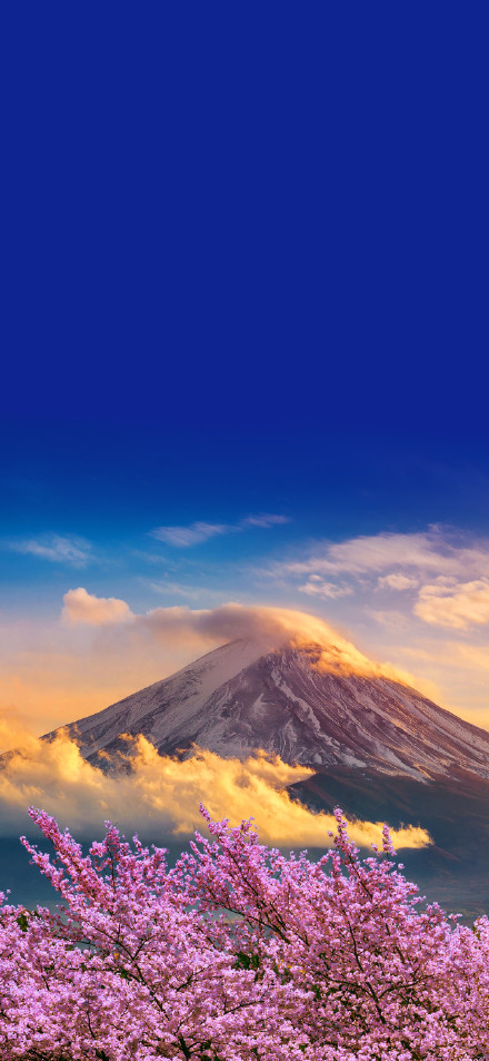 Mount fuji scene surrounded by cherry blossoms phone wallpaper