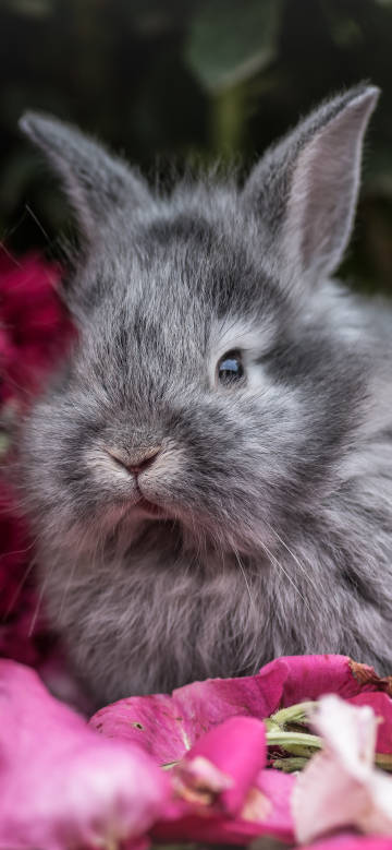 Cute gray rabbit among the petals