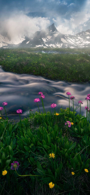 Wildflowers by the stream under the snow-capped mountains