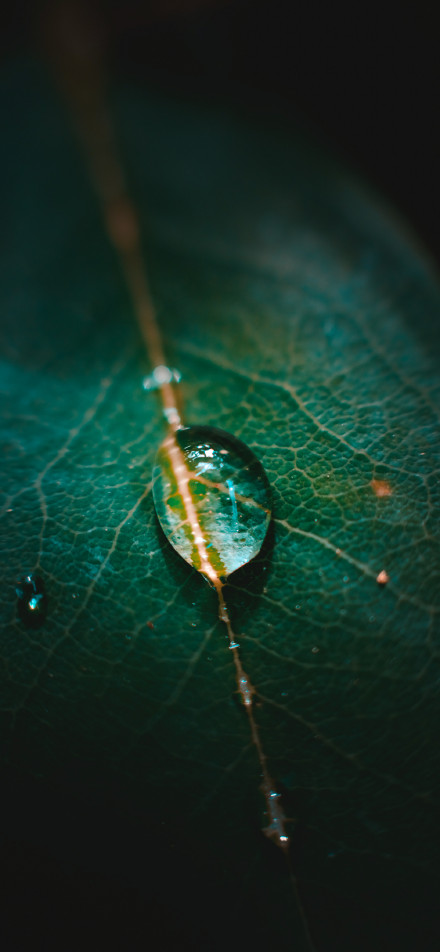 Beauty of water droplet on green leaf phone wallpaper