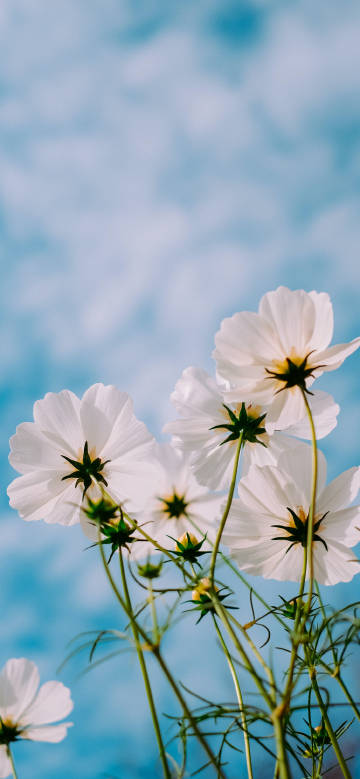 Latest Wallpaper 1