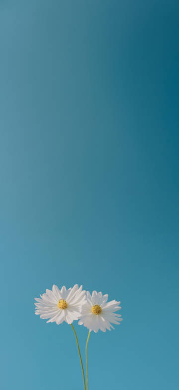 Minimalism Blue Sky And Flower