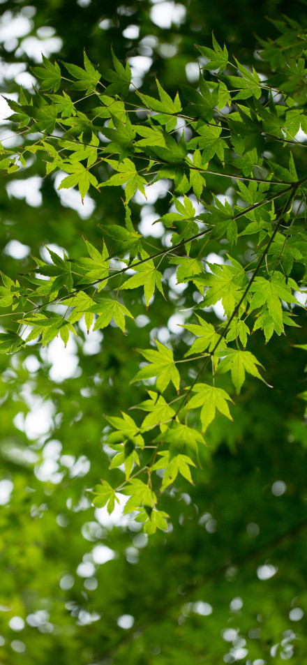 Fresh Green Maple Leaves 4K Phone Wallpaper