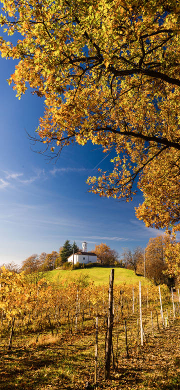 Autumn Rustic Wallpaper: Vineyards, Trees and Hilltop Cottages