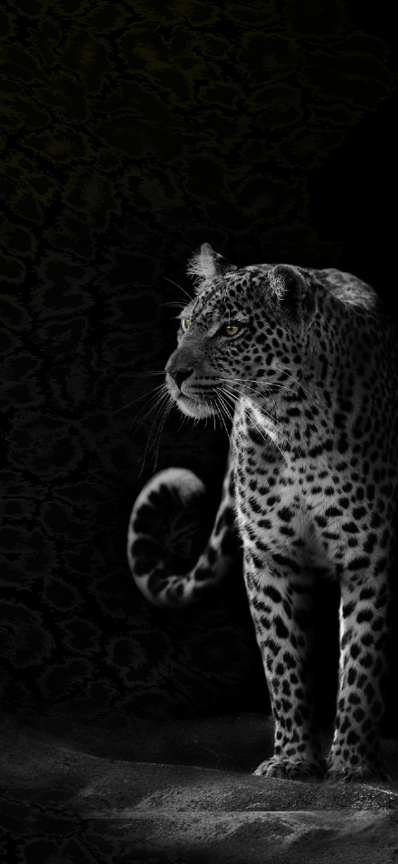 Leopard with sharp eyes and majestic posture phone wallpaper