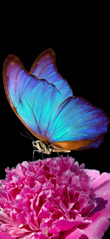 Blue Butterfly on Pink Flower 4K Wallpaper