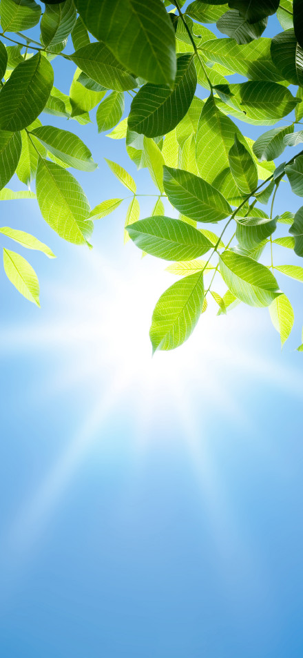 Green Leaves Under Sunlight 4K Phone Wallpaper