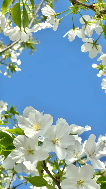 White Cherry Blossoms Under Blue Sky 4K IOS26 Wallpaper