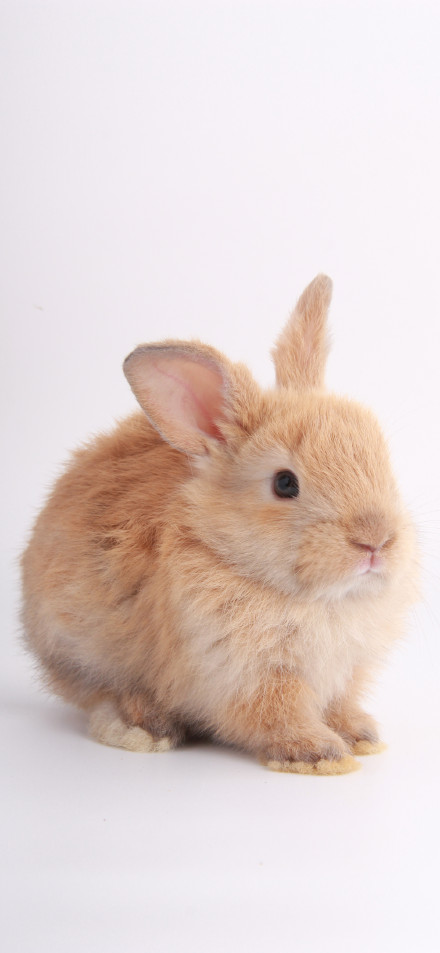 Adorable Light Brown Rabbit Close-Up 4K Phone Wallpaper