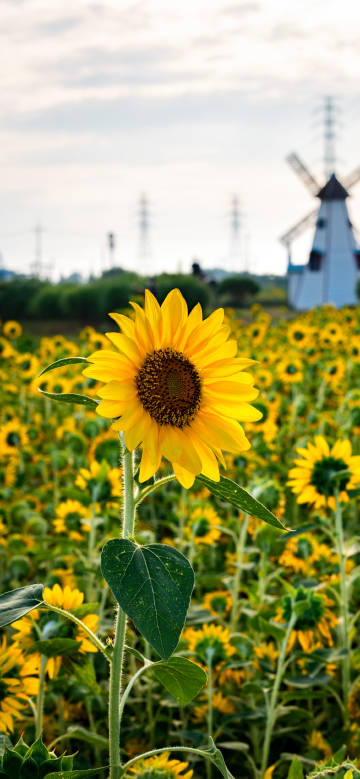 Brilliant sunflower field phone wallpaper