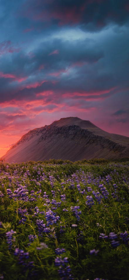 Enchanting purple flowers at a gorgeous sunset phone wallpaper