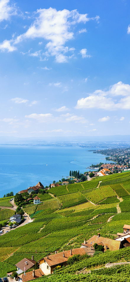 Switzerland Lavaux vineyard terraces landscape phone wallpaper