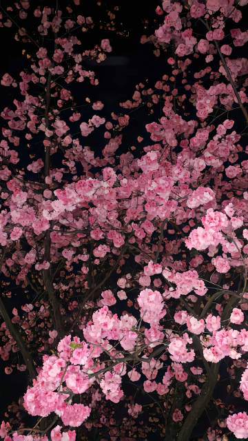 Dreamy Pink Cherry Blossoms at Night Wallpaper